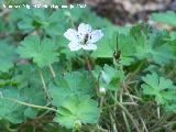 Geranio de Cazorla - Geranium cazorlense. Cazorla