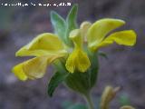 Candilera - Phlomis lychnitis. Cazorla