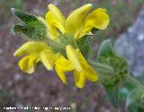 Candilera - Phlomis lychnitis. Cerro Carluca - Bdmar