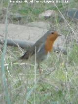 Pjaro Petirrojo - Erithacus rubecula. La Carnicera - Castellar