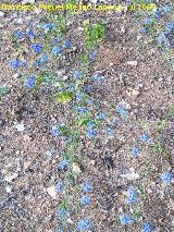 Espuela de caballero de Sierra Nevada - Delphinium emarginatum subsp. nevadense. Cazorla