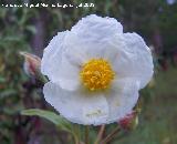 Jara hoja de laurel - Cistus laurifolius. Segura