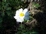 Jara hoja de laurel - Cistus laurifolius. La Hoya - Jan