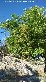 Saco - Sambucus nigra. Cortijo del Raso - Villacarrillo