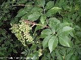 Saco - Sambucus nigra. Los Anchos - Santiago Pontones