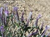 Hierba pincel - Staehelina dubia. Los Villares