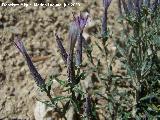 Hierba pincel - Staehelina dubia. Los Villares