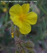 Tomillo morisco - Fumana thymifolia. Pitillos. Valdepeas