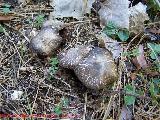 Tricholoma pardinus - Tricholoma pardinus. Quiebrajano - Jan