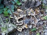 Seta multicolor - Trametes versicolor. La Cerradura - Los Villares