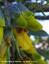 Altramuz del diablo - Anagyris foetida. Otiar - Jan