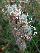 Pie de liebre - Plantago lagopus. La Estrella - Navas de San Juan