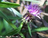 Centaurea tramaladro - Centaurea aspera. Villanueva de las Torres