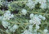 Zamarrilla - Teucrium polium. Los Caones. Jan