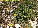 Zamarrilla negra - Helianthemum croceum. Banderillas - Santiago Pontones