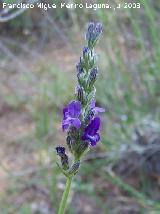 Alhucema - Lavandula latifolia. Segura de la Sierra