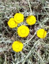 Botonera - Santolina rosmarinifolia. Camino del moro - Martos