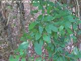 Madreselva - Lonicera periclymenum. Cazorla