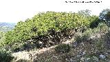 Madroo - Arbutus unedo. Corral de los Toros - Aldeaquemada