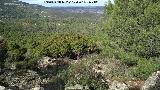 Madroo - Arbutus unedo. Corral de los Toros - Aldeaquemada
