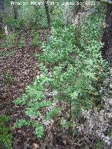 Rusco - Ruscus aculeatus. La Baizuela - Torredelcampo