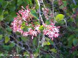 Zarzaparrilla - Smilax aspera. Flor. El Canjorro (Jan)