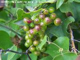 Zarzaparrilla - Smilax aspera. Frutos. Los Caones (Los Villares)