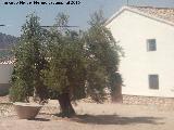 Cortijo de la Santa Cruz. Piedra de molino