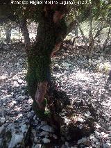 Sendero Tejos Milenarios. Uno de los ejemplares de tejo