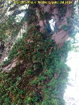 Sendero Tejos Milenarios. Uno de los ejemplares de tejo