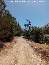 Camino del Poyo de las Palomas. 