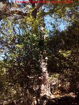 Barranco de la Caada de las Fuentes. Ejemplar de pino laricio