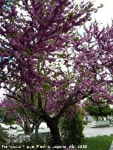 Arbol del amor - Cercis siliquastrum. Los Villares