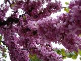 Arbol del amor - Cercis siliquastrum. Los Villares