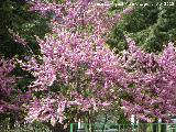 Arbol del amor - Cercis siliquastrum. Los Villares