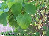 Arbol del amor - Cercis siliquastrum. Cazorla