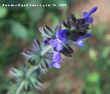 Hierba de ciego - Salvia verbenaca. Navas de San Juan