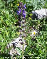 Hierba de ciego - Salvia verbenaca. Los Villares