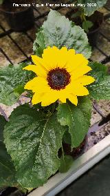 Girasol enano - Helianthus annuus nanus. Ja�n