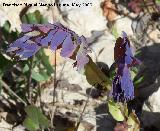 Ceriflor - Cerinthe major. Los Caones - Jan