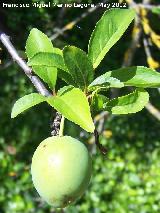 Ciruelo - Prunus domestica. Ciruela sin madurar. Tajos de San Marcos - Alcal la Real