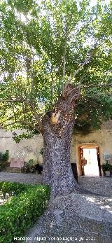 Fresno - Fraxinus excelsior. Fresno de Bornos. Castillo Palacio de los Ribera - Bornos