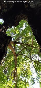 Fresno - Fraxinus excelsior. Desde el interior del Fresno de Bornos