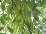 Fresno - Fraxinus excelsior. Nacimiento - Los Villares