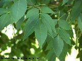 Fresno - Fraxinus excelsior. Cazorla