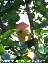 Manzano - Malus domestica. Los Villares