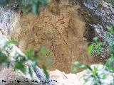 Pinturas rupestres de la Cueva del Sureste del Canjorro. 