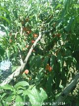 Melocotonero - Prunus persica. Castillo de Locubn