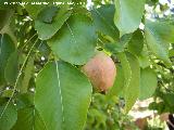 Peral - Pyrus communis. Navas de San Juan