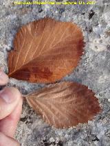 Olmo de montaa - Ulmus glabra. Callejn de la Gitana - Albanchez de Mgina